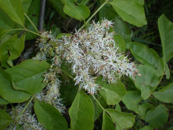 Orniello? si, Fraxinus ornus